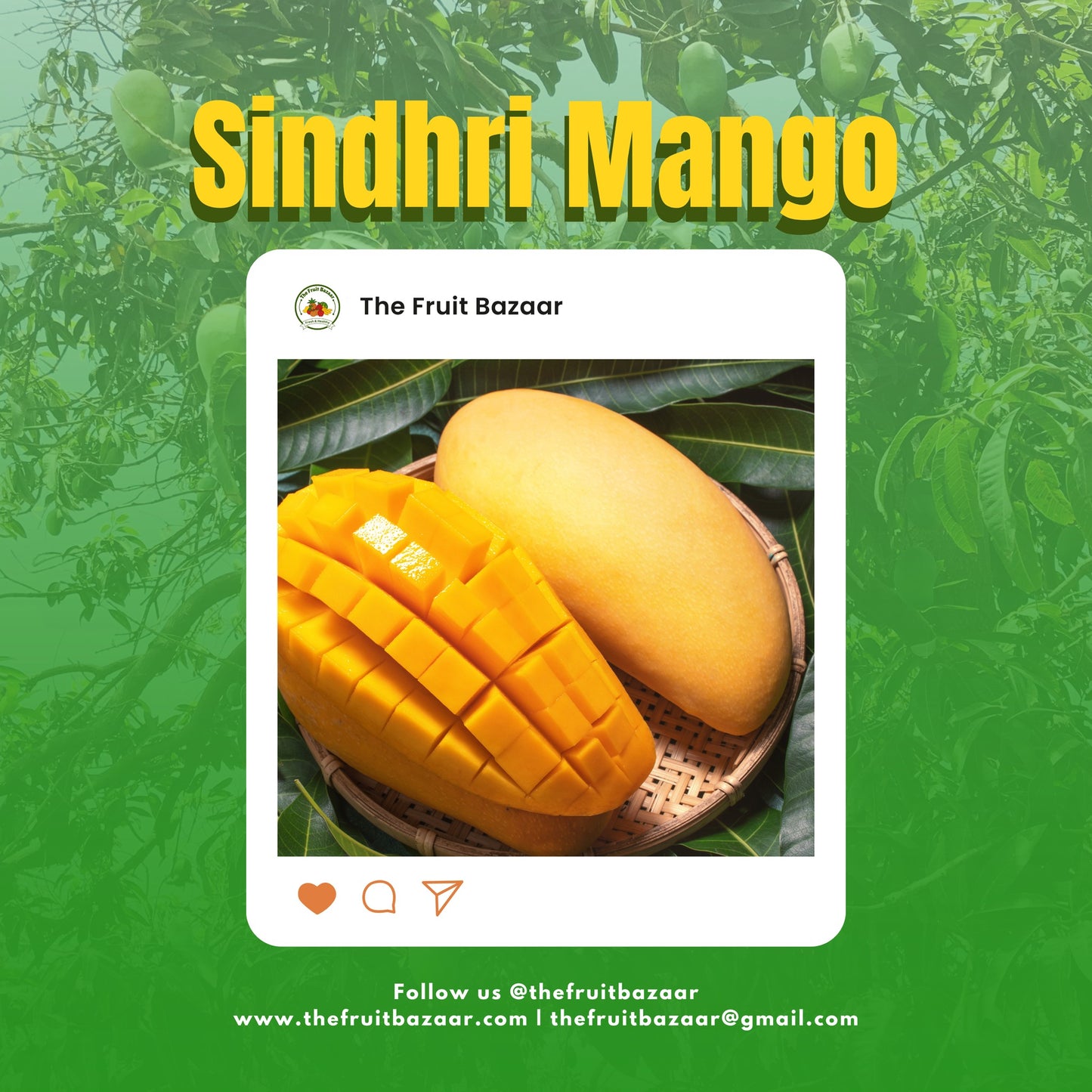 Premium Sindhri Mangoes