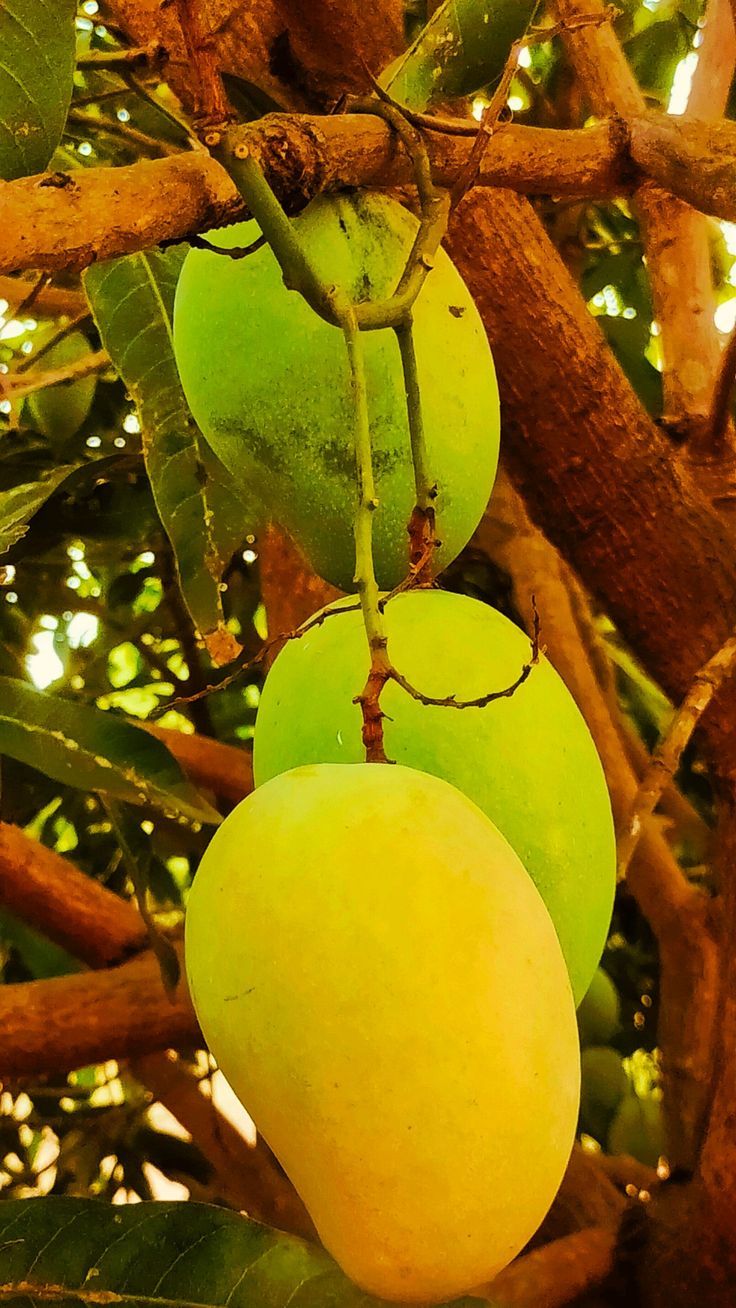 Premium Export Quality Langra Mangoes